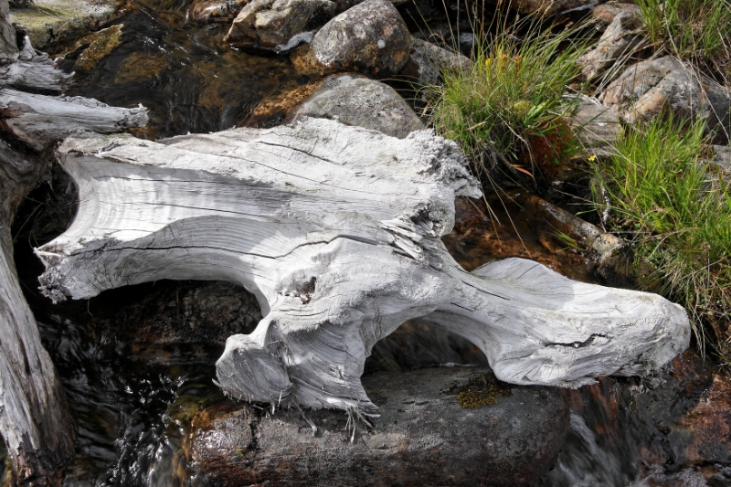 Driftwood Scotland 5.jpg